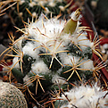 Coryphantha elephantidens subsp. вumamma для сравнения.