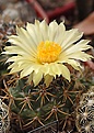 Coryphantha pycnacantha  которая Coryphantha andreae