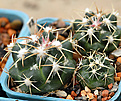 Сеянцы Coryphantha pycnacantha