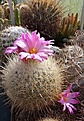 Thelocactus macdewellii