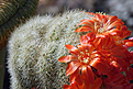 Rebutia calliantha var. beryllioides fa.cristata, подарок Юрика Митрофанова