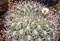 мелкий Gymnocalycium saglionis fa.cristata