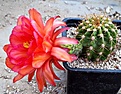 Trichocereus hybr RL1424-MK01