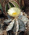 Astrophytum ornatum v. mirbellii