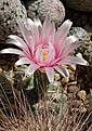 Gymnocalycium capillaense