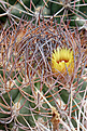 Pyrrhocactus bulbocalyx