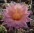 "Spring Blush"