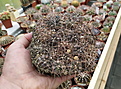 Gymnocalycium spegazzinii VG-1017, Amblayo, Salta, 2439m