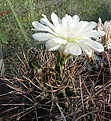 Gymnocalycium gibbosum