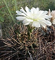 Gymnocalycium gibbosum