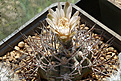 Gymnocalycium mazanense v. ferox P 30a