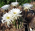 Echinopsis chacoana