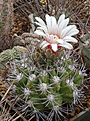 Gymnocalycium valnicekianum