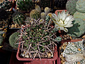 Gymnocalycium schickendantzii