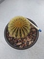 Uebelmania pectinifera sub. eriocactuoides 
Form “2”