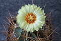 Astrophytum senile v. aureum