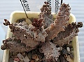 Pseudolithos_mccoyi_3y