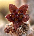 Pseudolithos_mccoyi_3y_flower