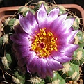 Notocactus_uebelmannianus_HU78_13y