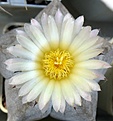 Astrophytum_myriostigma_potosinum_P466_11y