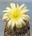 Copiapoa_humilis_KH1058_9y