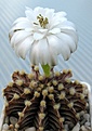 Gymnocalycium_friedrichii_LB2178_6y