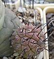 Tephrocactus_geometricus_JN516_7y