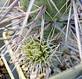 Tephrocactus_alexanderi_RH2183b_7y