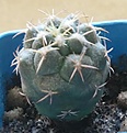 Coryphantha elephantidens