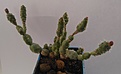 Tephrocactus backebergii