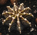 Gymnocalycium friedrichii Aqua Dulce