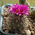 Gymnocactus viereckii