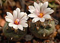 Turbinicarpus polasckii