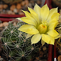 Dolichothele sphaerica SB-837