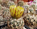 Coryphantha radians