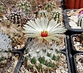 Coryphantha