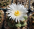 Thelocactus hexaedrophorus