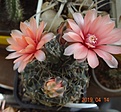 Gymnocalycium baldianum