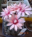 Gymnocalycium baldianum