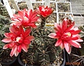 Gymnocalycium baldianum