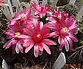 Gymnocalycium baldianum