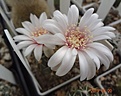 Gymnocalycium baldianum v. Albiflorum=Gymnocalycium gaponii