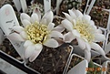 Gymnocalycium borthii ssp. nogolense VG 411/1