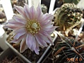 Gymnocalycium bruchii