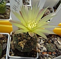 Gymnocalycium uruguayense VG 439