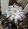 Gymnocalycium friedrichii v. moserianum VoS 014а