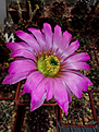 Echinocereus pseudopectinatus L 607