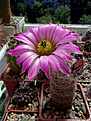 Echinocereus pseudopectinatus L 607