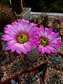 Echinocereus pseudopectinatus L 607