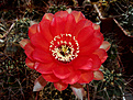 Echinopsis 8 2004 X Echinopsis Herbert Bariel №2